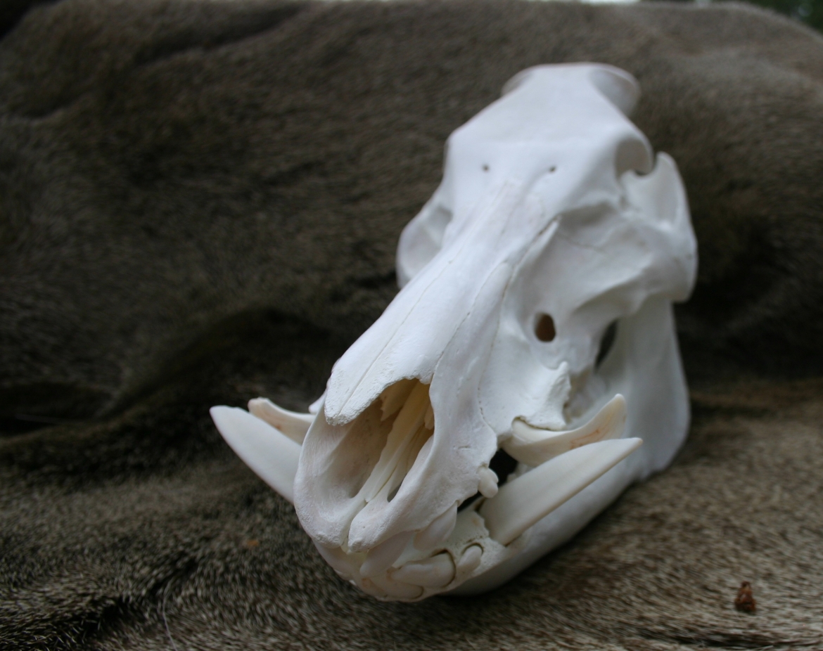 Artiodactyla European mounts /skull cleaning in Denver Evergreen